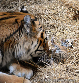 Illustration for article titled ZOMG THERE ARE BABY AMUR TIGERS AND LEOPARDS!!!